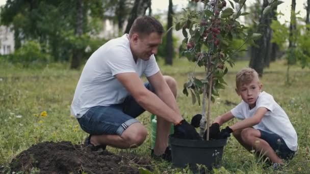 Eltern und Sohn bereiten einen Pflaumenbaum für die Plantage vor — Stockvideo