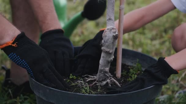 Father and son are trying to take the tree off a pot — Stock Video