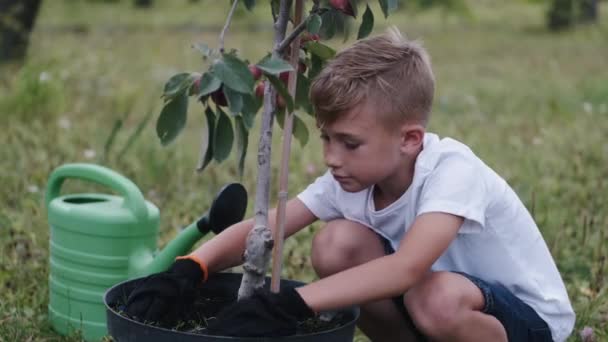 Il ragazzo sta coltivando un albero in una pentola per mano — Video Stock