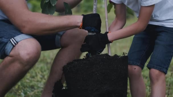 Keluarga ayah dan anak mendapatkan pohon prem dari panci — Stok Video