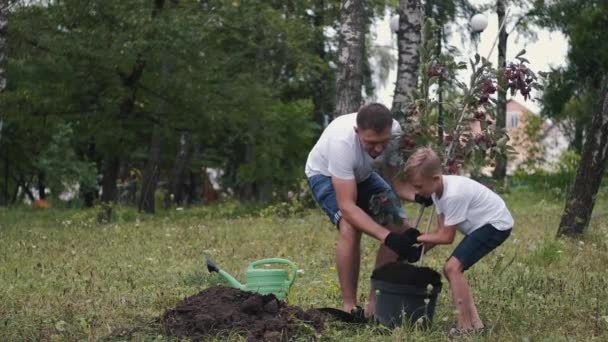 Сім'я батька і сина отримують сливове дерево з горщика — стокове відео