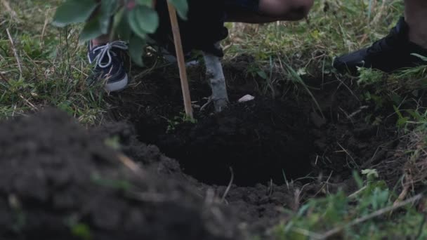 La plántula está siendo plantada por dos personas en guantes — Vídeo de stock