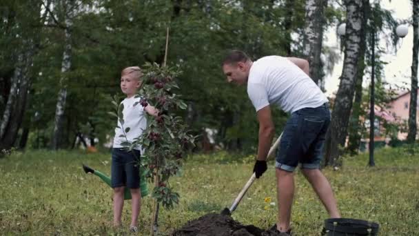 El padre está tirando la tierra debajo de una plántula — Vídeo de stock