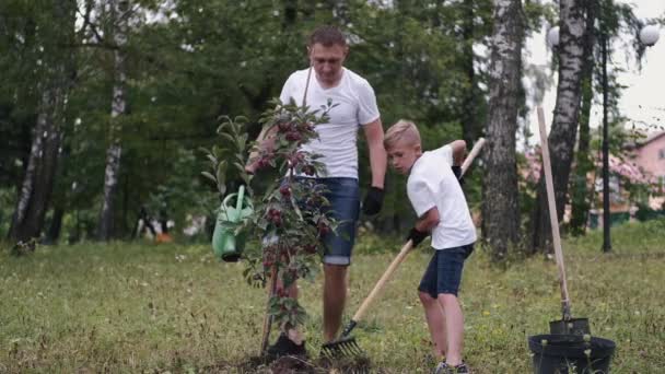 I genitori e il figlio hanno piantato un susino in un parco — Video Stock