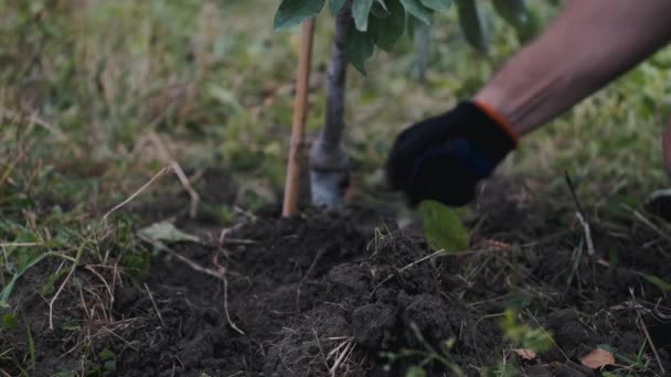 Mannen pressar jorden under ett planterat träd. — Stockvideo