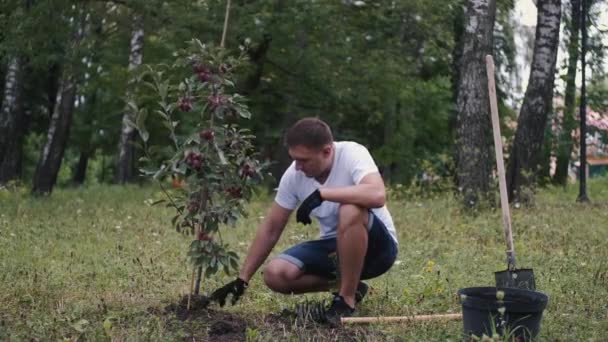 Fadern och hans barn har planterat ett plommonträd i en park. — Stockvideo