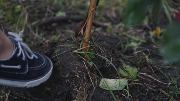 Il terreno su una radice di albero è premuto da un piede — Video Stock