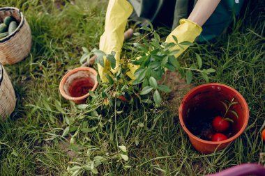 Yaz tarlasında güzel bir kadın