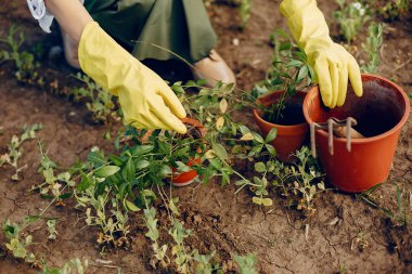 Yaz tarlasında güzel bir kadın