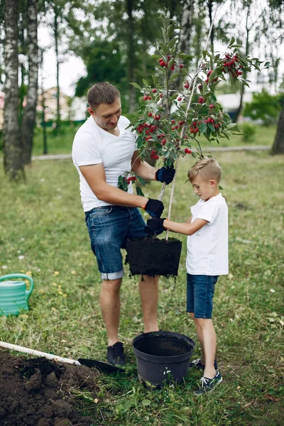Otec s malým synem sázejí strom na dvoře. — Stock fotografie