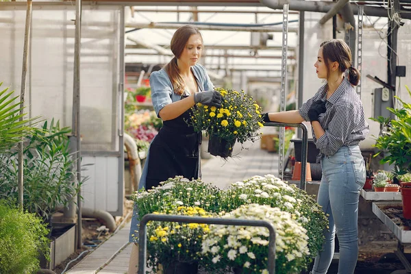 Mujeres que trabajan en un invernadero con flores —  Fotos de Stock