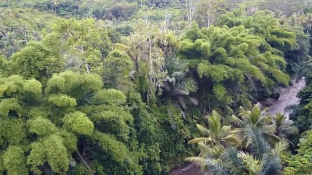 Vliegen over de tropische jungle in Bali — Stockvideo
