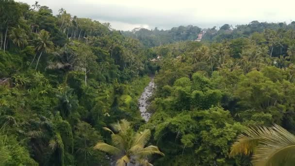 Überflug des tropischen Dschungels auf Bali — Stockvideo