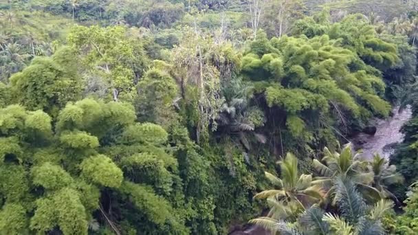 Přelet tropické džungle na Bali — Stock video