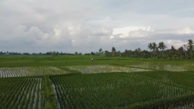 Bali 'de pirinç tarlalarında yürüyen bir adam ekipman taşıyor.