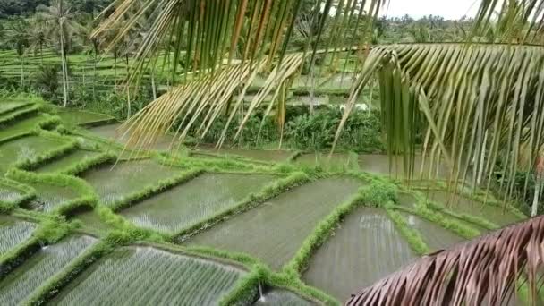Flyover τα χωράφια ρυζιού στο Μπαλί της Ινδονησίας — Αρχείο Βίντεο