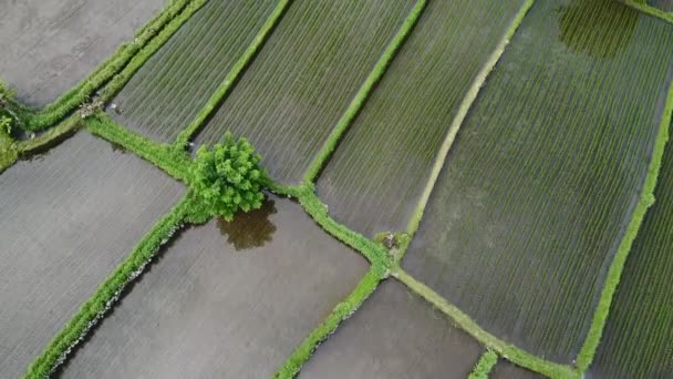 Sobrevolar los campos de arroz en Bali Indonesia — Vídeo de stock