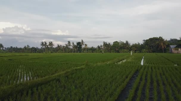 Man die door de rijstvelden in Bali loopt met materiaal — Stockvideo