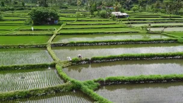 Sobrevoar os campos de arroz em Bali Indonésia — Vídeo de Stock