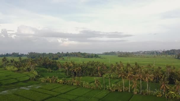 Flyover rice fields in Bali Indonesia during the rain season — Stock Video
