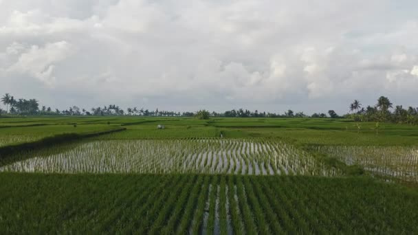 Yağmur mevsiminde Bali 'de pirinç tarlasında çalışan bir adam. — Stok video