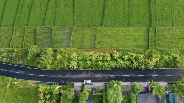 Reisfelder in Bali Indonesien während der Regenzeit überfliegen — Stockvideo