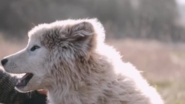 Güzel kız tarlada sevimli tüylü bir köpekle yürüyor.