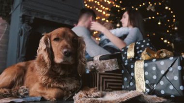 Dekorasyon odasındaki arka planda köpek ve aile manzarası