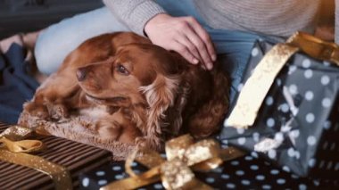 İnsan ve köpek Noel hediyelerinin yanında yerde oturuyor.