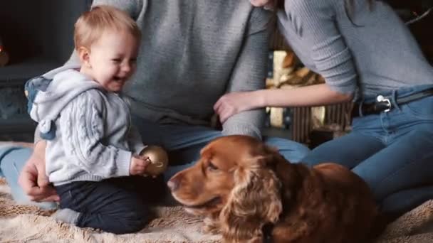 Обрезанный вид на собаку и маленького мальчика в украшенной комнате — стоковое видео