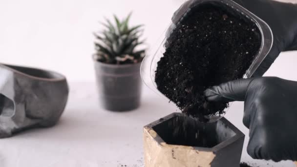 Ausgeschnittene Ansicht der Hände in schwarzen Handschuhen beim Pflanzen von Kakteen — Stockvideo