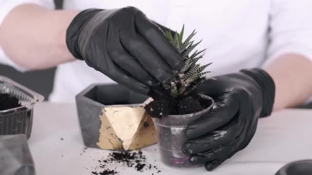 Gekropte weergave van de handen in zwarte handschoenen planten cactus — Stockvideo