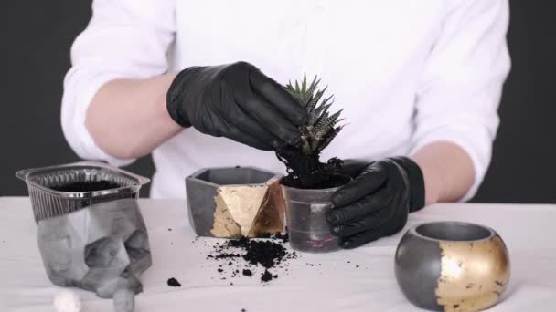 Beskuren bild av händer i svarta handskar plantering kaktus — Stockvideo