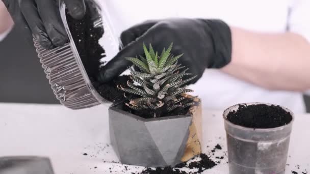 Oříznutý pohled na ruce v černých rukavicích sázející kaktus — Stock video