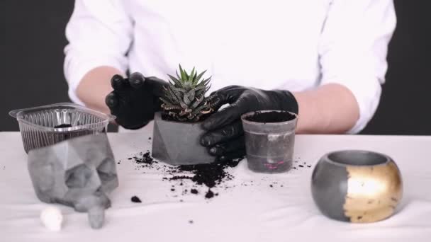 Gekropte weergave van de handen in zwarte handschoenen planten cactus — Stockvideo