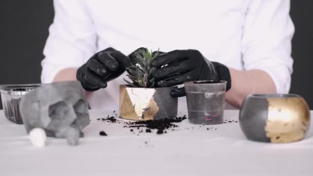 Gekropte weergave van de handen in zwarte handschoenen planten cactus — Stockvideo