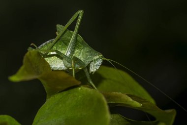 uzun antenleri ile yeşil çekirge