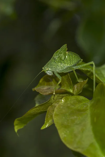 Green locust with long antennae — Stock Photo, Image