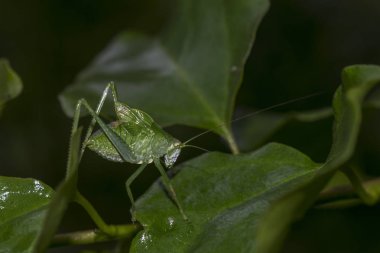 uzun antenleri ile yeşil çekirge