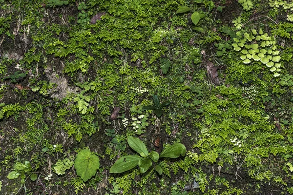 diversity of wild plants