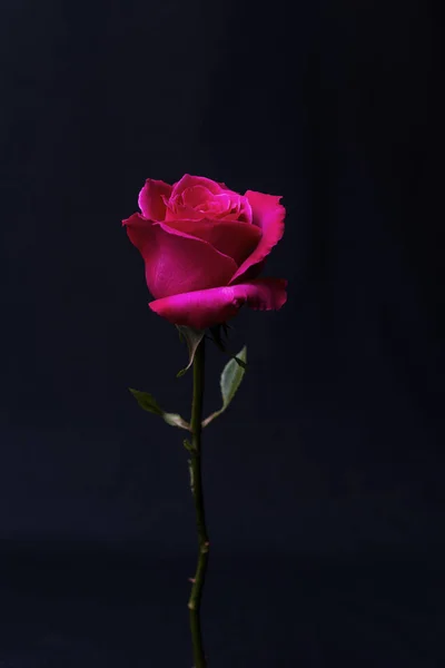Rose bir koyu gri