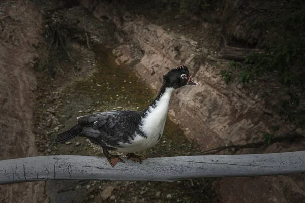 Duck perched on a stick — Stock Photo, Image