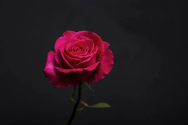 Rose bir koyu gri Stok Fotoğraf