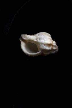 Eski snai boş kabuk