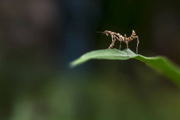 Pequeno inseto em pé em uma folha — Fotografia de Stock