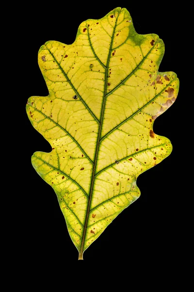 Feuille de chêne automnal — Photo