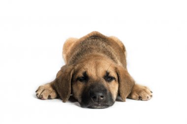 şirin melez köpek yavrusu