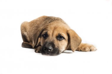 şirin melez köpek yavrusu