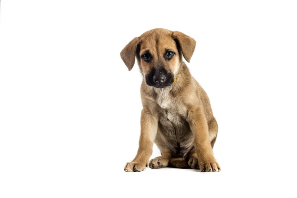 şirin melez köpek yavrusu
