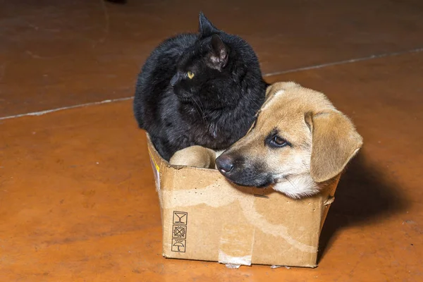 Kahverengi köpek ve siyah kedi Stok Fotoğraf